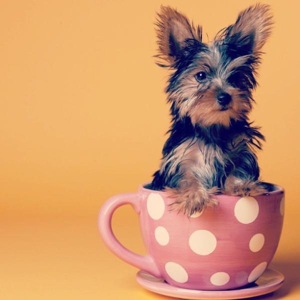 茶杯犬——就是要萌化你的心!【最全茶杯犬介紹】