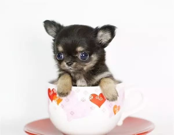 茶杯狗可不可以生寶寶_茶杯犬可以生小狗嗎_茶杯狗可以吃狗糧嗎