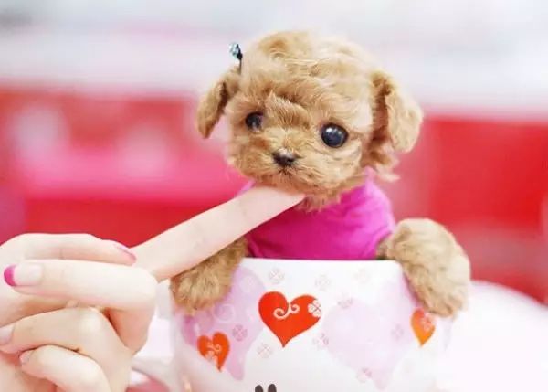 茶杯狗可以吃狗糧嗎_茶杯犬可以生小狗嗎_茶杯狗可不可以生寶寶