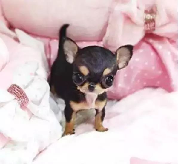 茶杯狗可不可以生寶寶_茶杯犬可以生小狗嗎_茶杯狗可以吃狗糧嗎