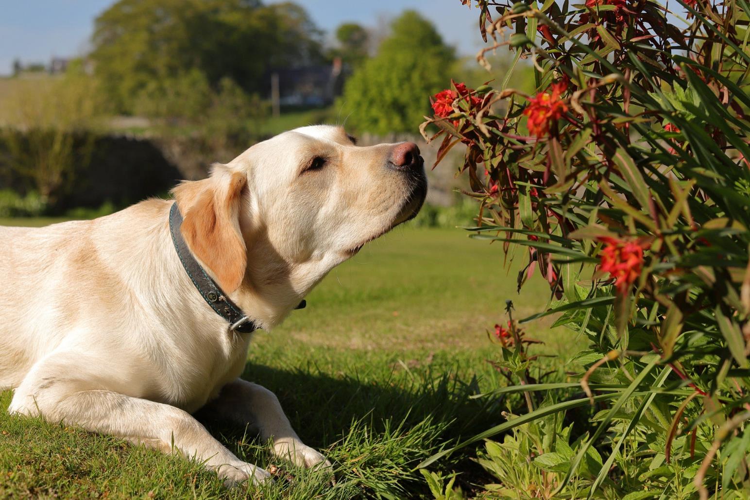 導(dǎo)盲犬一般是什么品種(導(dǎo)盲犬要訓(xùn)練多長時間)