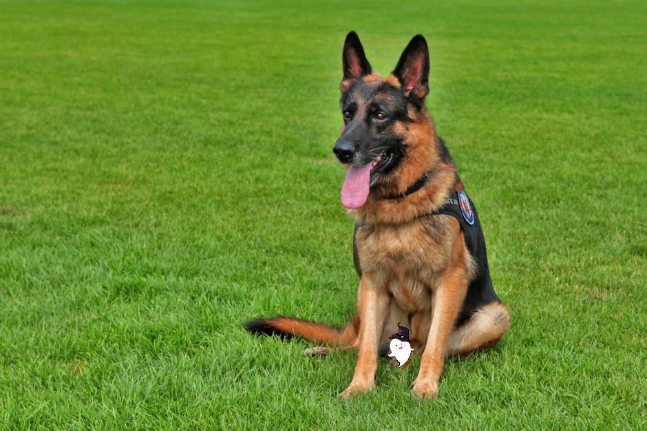 軍犬啥品種_品種軍犬一般是什么狗_軍犬一般是什么品種