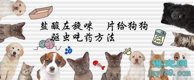 鹽酸左旋咪唑片給狗狗驅(qū)蟲吃藥方法(狗狗驅(qū)蟲可以用左旋咪唑片嗎)