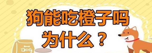 狗能吃橙子嗎為什么