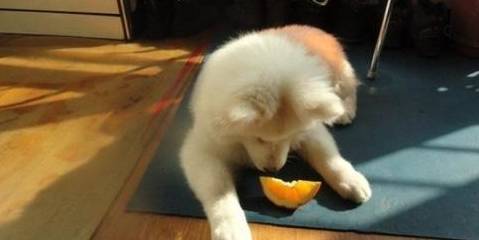 狗狗可以吃橘子嗎_狗吃橘子可以潤腸通便嗎_給狗狗吃橘子可以嗎
