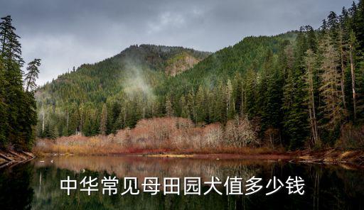 中華常見母田園犬值多少錢