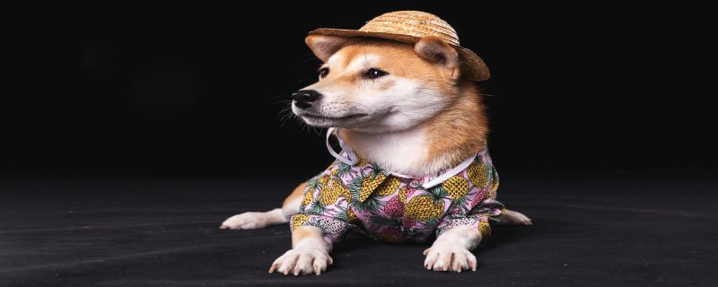 鼠與狗如何 鼠與狗怎么樣