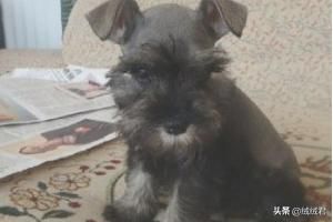 喂食幼犬沒有狗糧_喂食幼犬阿拉斯加什么粗糧最好_幼犬怎么喂食
