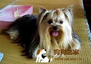 狗狗吃糖的三大壞處及四大注意事項