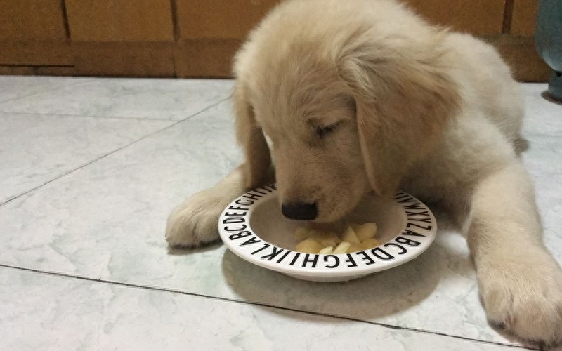 狗吃的食物人還能吃嗎_狗吃什么食物_食物狗吃太多了