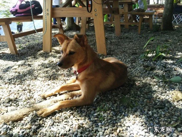 養中華田園犬注意事項 田園犬價格多少錢一只