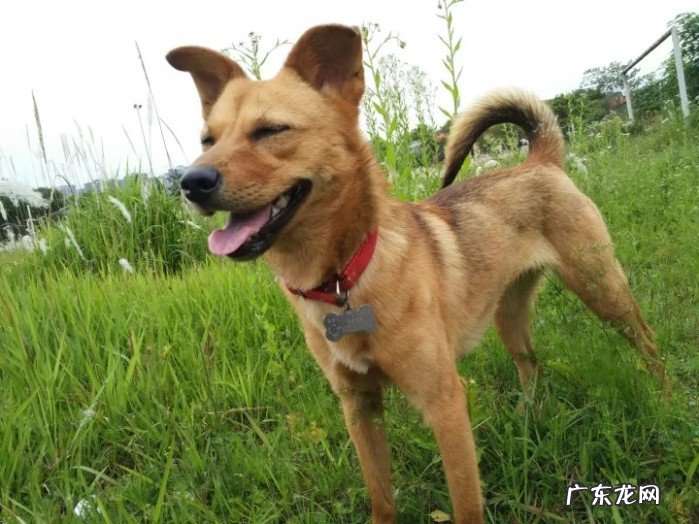 養中華田園犬注意事項 田園犬價格多少錢一只