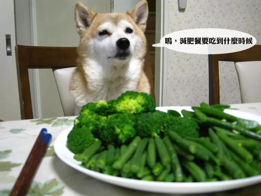 狗吃的食物人還能吃嗎_狗吃什么食物_狗吃的食物人要吃到會怎樣