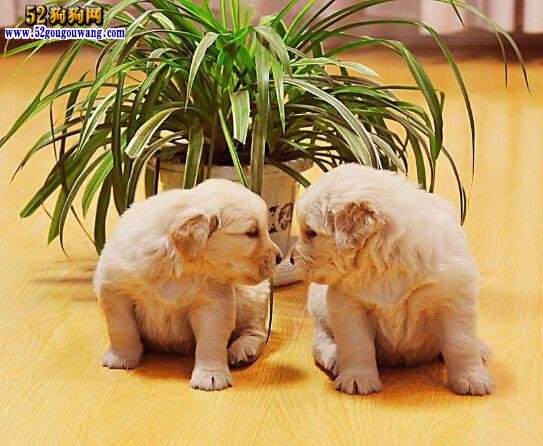 純種金毛幼犬多少錢一只