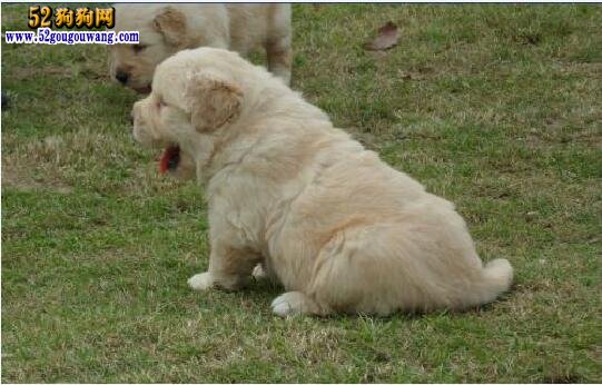 純種金毛幼犬多少錢一只