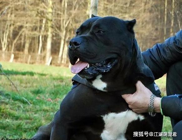 為什么大家都不太敢養卡斯羅？這7點，不是人人都能接受
