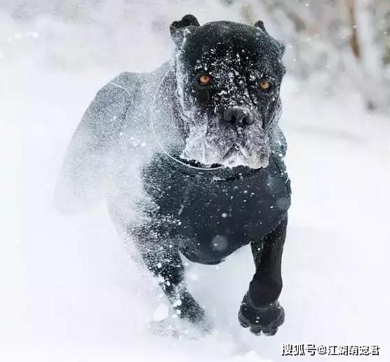 卡斯羅犬多少錢一只_卡斯羅名犬_狗市卡斯羅多少錢一只