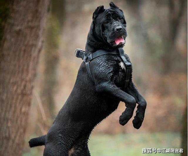 卡斯羅犬多少錢一只_卡斯羅名犬_狗市卡斯羅多少錢一只