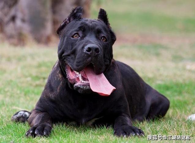 狗市卡斯羅多少錢一只_卡斯羅犬多少錢一只_卡斯羅名犬