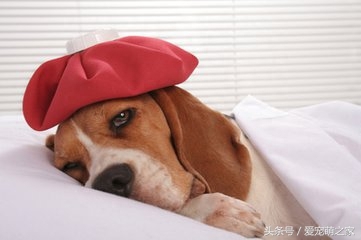 小狗可以喝牛奶嗎_小狗可以喝霍香正氣液?jiǎn)醎小狗嘔吐可以喝蜂蜜水嗎