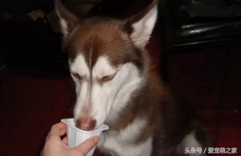 小狗嘔吐可以喝蜂蜜水嗎_小狗可以喝牛奶嗎_小狗可以喝霍香正氣液?jiǎn)?/></p>
<p style=