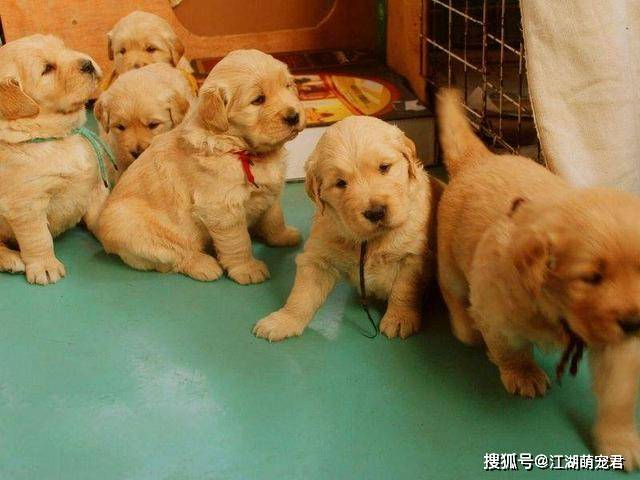 讓我告訴你，一只純種的“金毛犬”大概多少錢，別買貴了