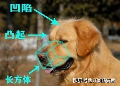 金毛幼犬一般多少錢一條_金毛犬幼犬多少錢一只_金毛幼犬多少錢一只