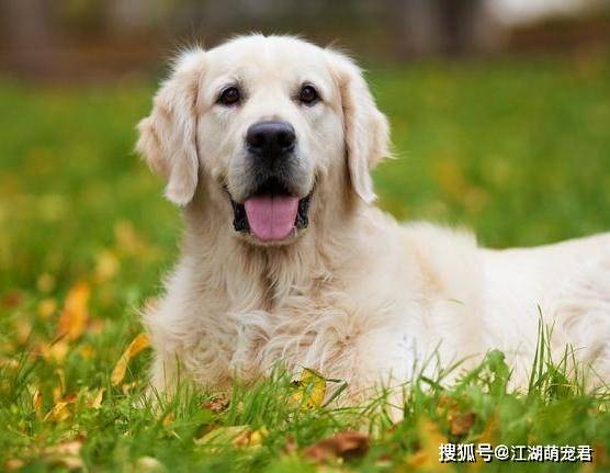 金毛犬幼犬多少錢一只_金毛幼犬一般多少錢一條_金毛幼犬多少錢一只