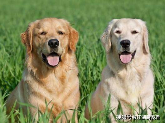 金毛犬幼犬多少錢一只_金毛幼犬一般多少錢一條_金毛幼犬多少錢一只
