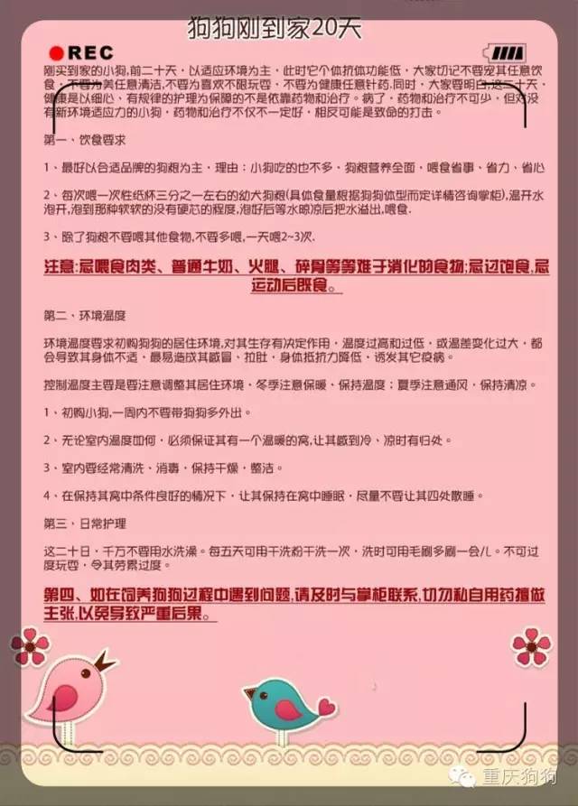 比熊價格2021_比熊犬價格_寵物比熊價格