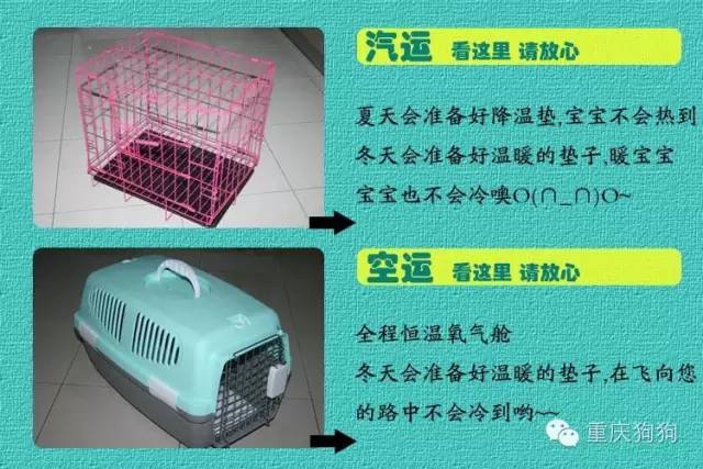 寵物比熊價格_比熊犬價格_比熊價格2021