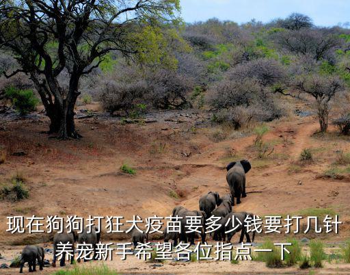 現在狗狗打狂犬疫苗要多少錢要打幾針養寵新手希望各位指點一下