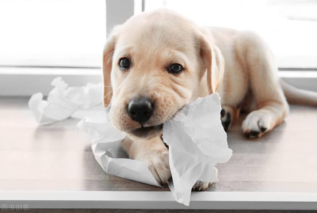金毛幼犬