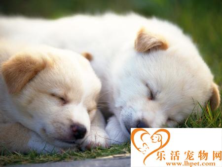 狗狗來月經了怎么辦 生理期的護理及注意事項