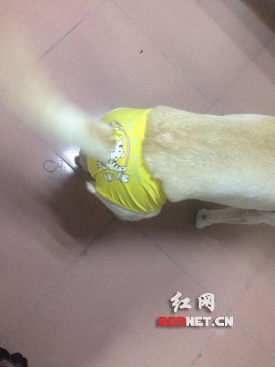 狗也會來“大姨媽”! 穿上紙尿褲防測漏(圖)