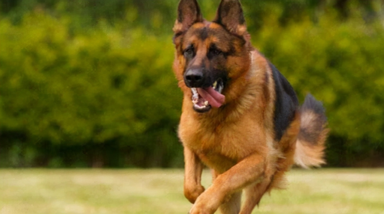 喂養幼犬正確方法德牧圖片_德牧幼犬喂食_德牧幼犬喂養正確方法