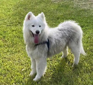 薩摩耶犬多少錢一只，花費1200-3500元可入手一只寵物級的