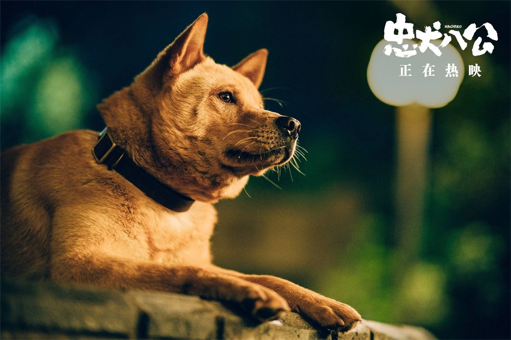 《忠犬八公》：早就被劇透，但還是會哭成狗啊