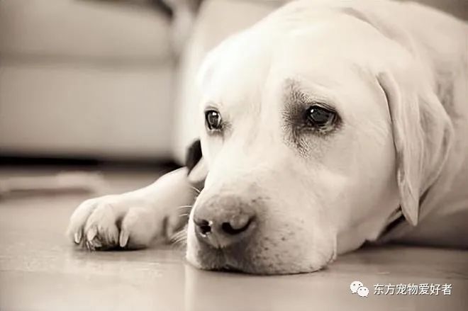 狗狗要生了有什么反常_狗狗即將生產(chǎn)癥狀_狗狗出現(xiàn)什么癥狀說明要生了