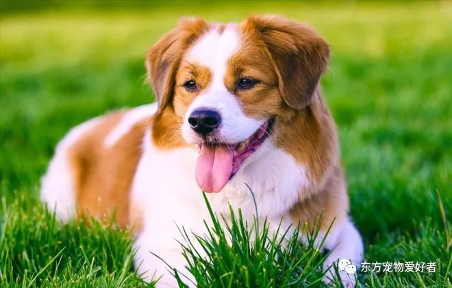 狗狗出現(xiàn)什么癥狀說明要生了_狗狗即將生產(chǎn)癥狀_狗狗要生了有什么反常