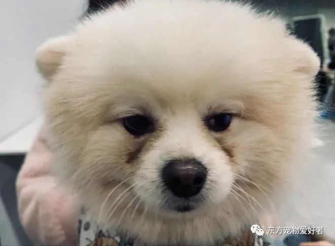狗狗要生了有什么反常_狗狗出現(xiàn)什么癥狀說明要生了_狗狗即將生產(chǎn)癥狀