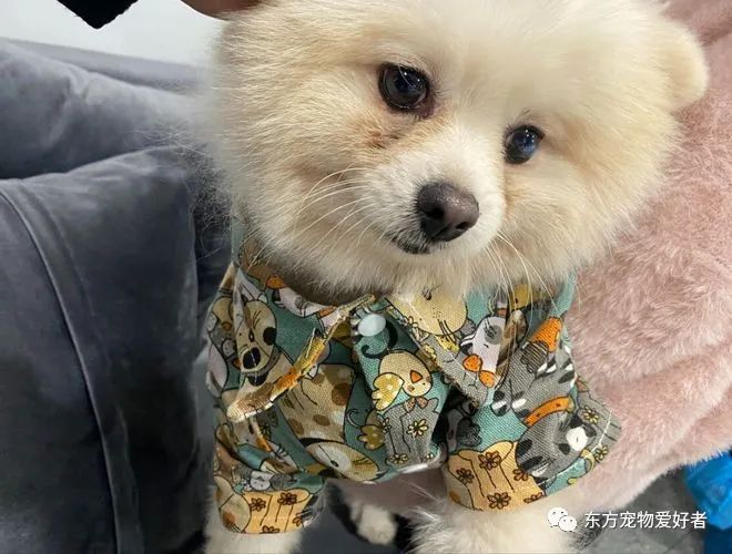 狗狗出現(xiàn)什么癥狀說明要生了_狗狗要生了有什么反常_狗狗即將生產(chǎn)癥狀