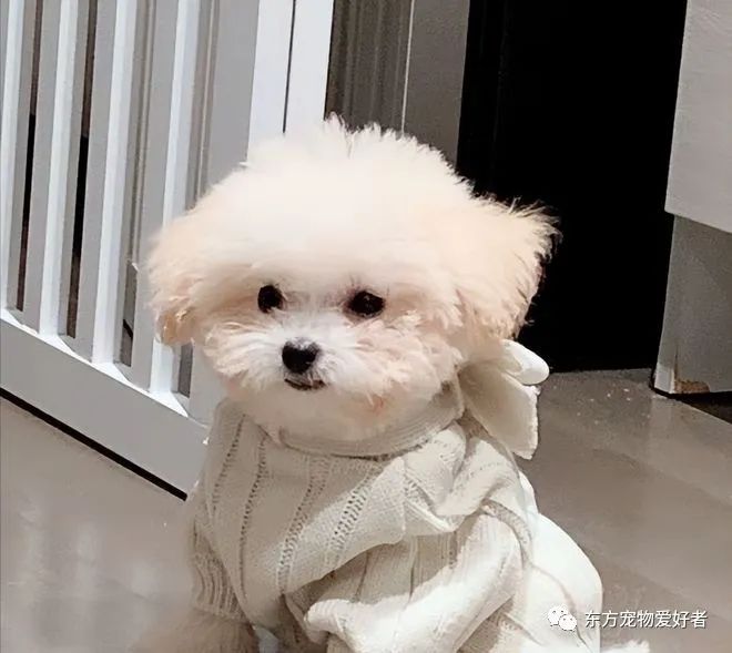 狗狗即將生產(chǎn)癥狀_狗狗要生了有什么反常_狗狗出現(xiàn)什么癥狀說明要生了