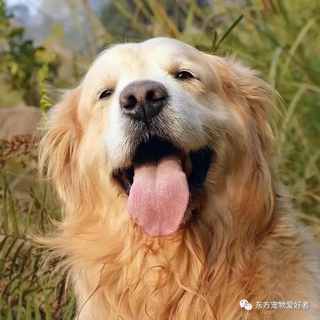 狗狗出現(xiàn)什么癥狀說明要生了_狗狗即將生產(chǎn)癥狀_狗狗要生了有什么反常