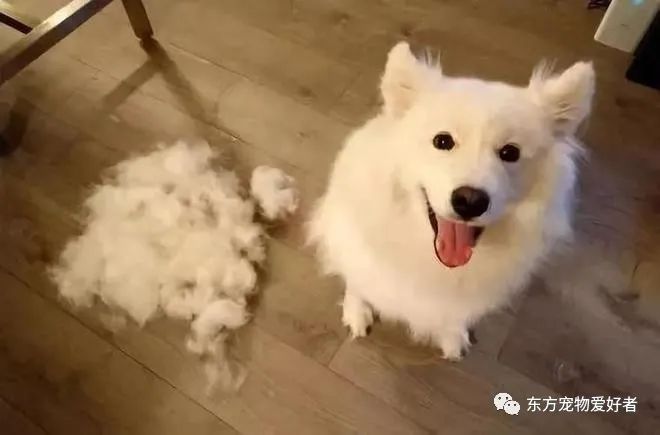 狗狗出現(xiàn)什么癥狀說明要生了_狗狗即將生產(chǎn)癥狀_狗狗要生了有什么反常