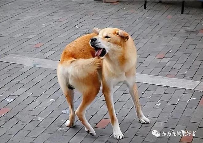 狗狗出現(xiàn)什么癥狀說明要生了_狗狗要生了有什么反常_狗狗即將生產(chǎn)癥狀