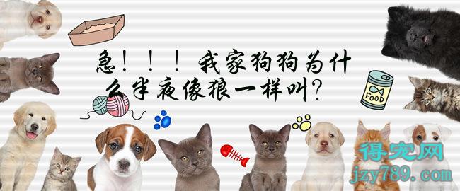 急！！！我家狗狗為什么半夜像狼一樣叫？(狗突然每天晚上跟狼一樣叫)