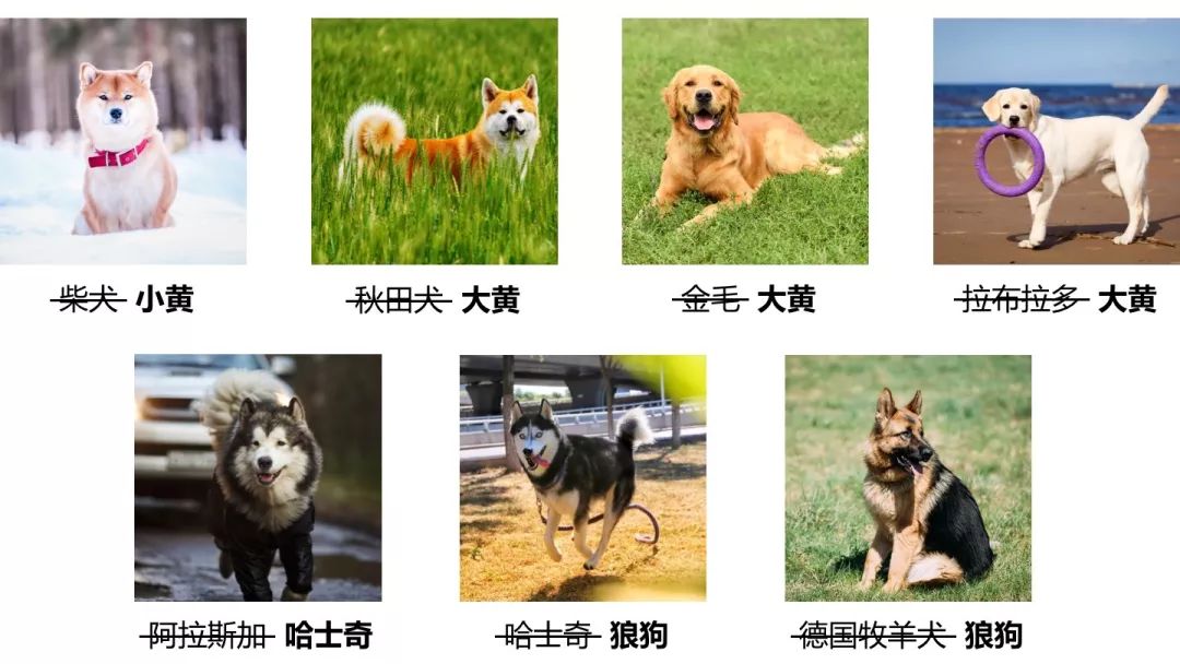 所以拉布拉多就是圓寸版金毛嗎？