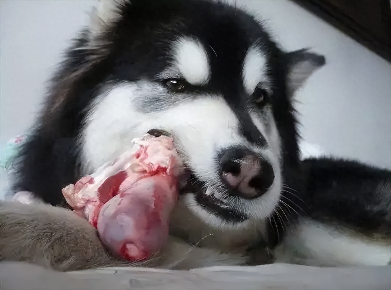 狗狗狀態好就是沒食欲_狗狗食欲不好其他正常_狗狗食欲狀態沒好是什么病