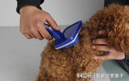 泰迪要斷尾多少錢_泰迪為什么要斷尾_泰迪要斷尾巴的時(shí)間